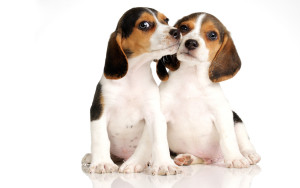 Dogs-dogs-32691642-1920-1200