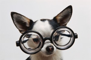 dog-glasses