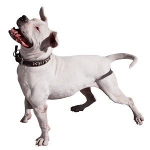 pitbull